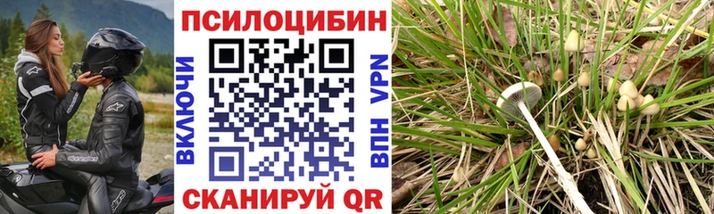 OMG рабочий сайт  Моршанск  Псилоцибиновые грибы Psilocybine cubensis 